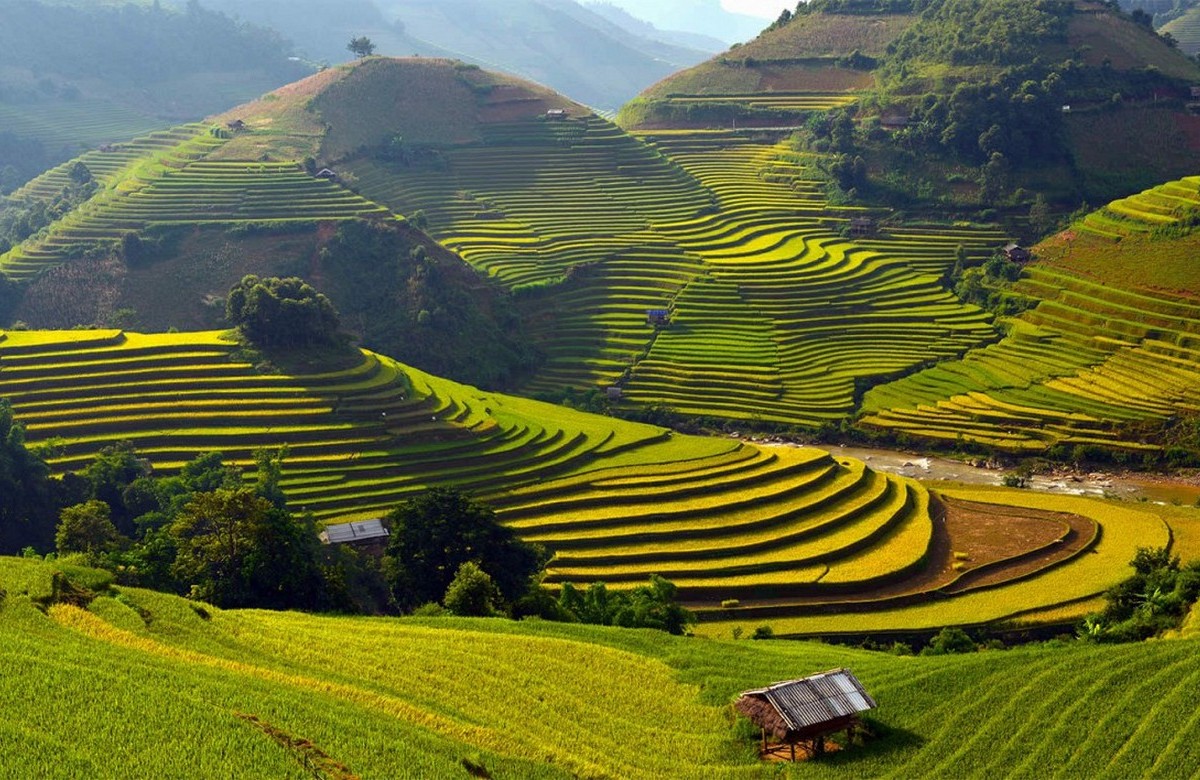 Вьетнам, рисовые поля